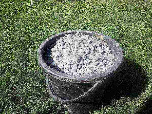 broccoli cabbage planting and care outdoors in July