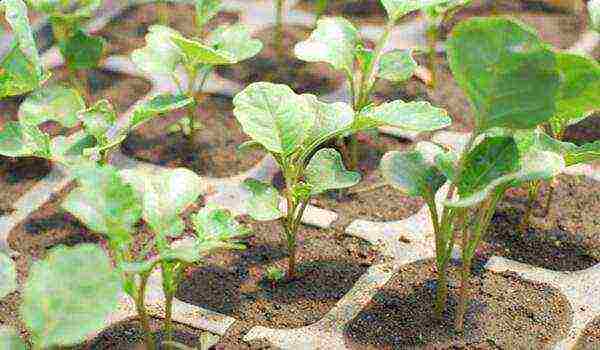 broccoli cabbage planting and care outdoors in July