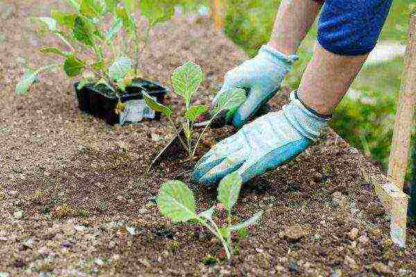 broccoli cabbage planting and care outdoors in July