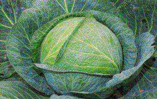 late ripening cabbage best varieties