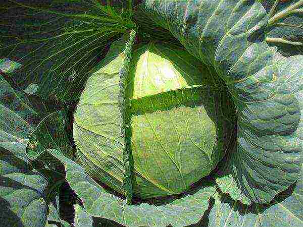 late ripening cabbage best varieties