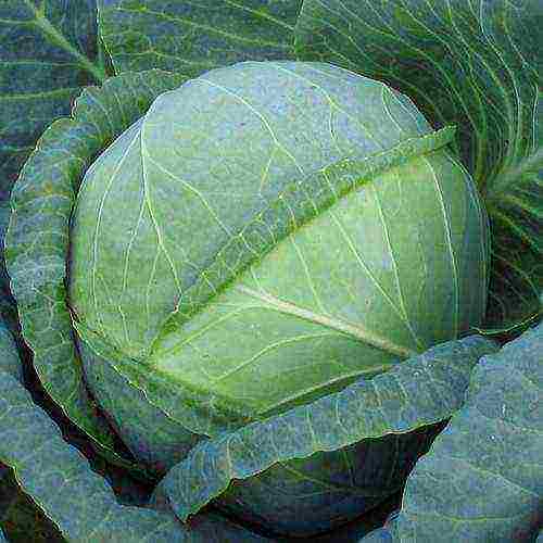 late ripening cabbage best varieties