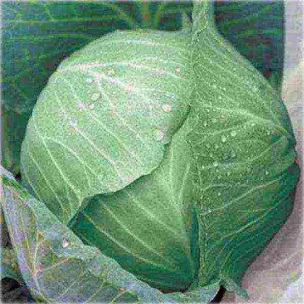 late ripening cabbage best varieties