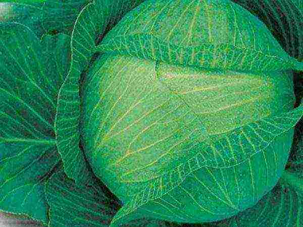 late ripening cabbage best varieties