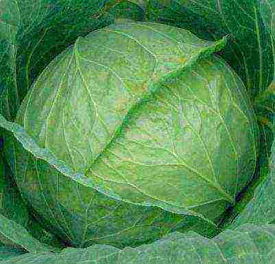 late ripening cabbage best varieties