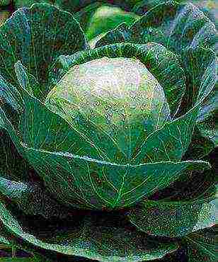 late ripening cabbage best varieties