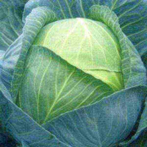 late ripening cabbage best varieties