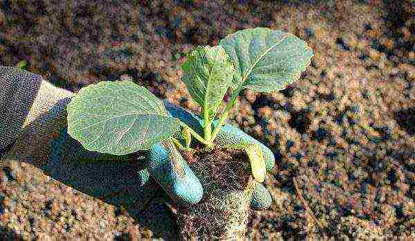 late ripening cabbage best varieties