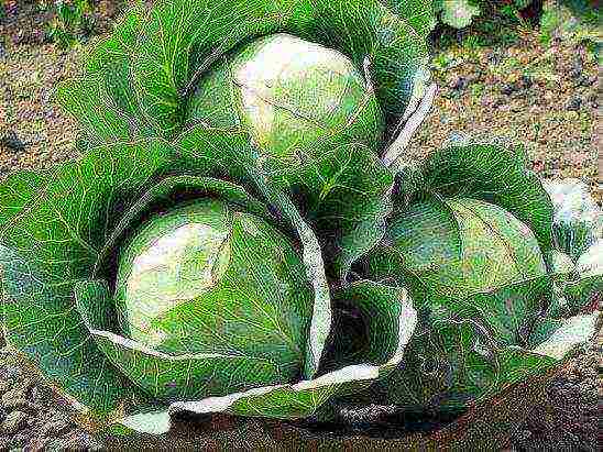 late ripening cabbage best varieties