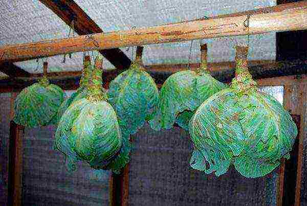 late ripening cabbage best varieties