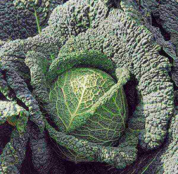 Savoy cabbage best varieties