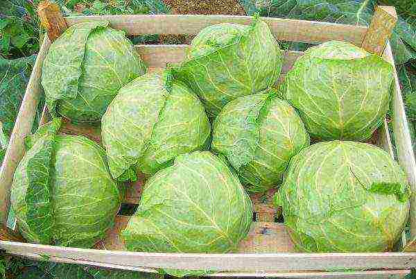 Savoy cabbage best varieties