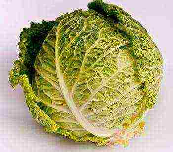 Savoy cabbage best varieties