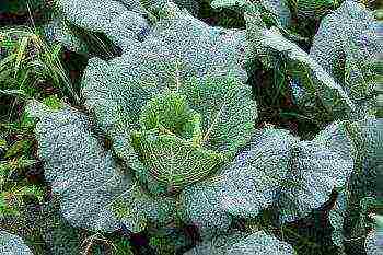 Savoy cabbage best varieties