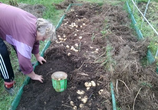 potatoes planting and care in the open field under straw