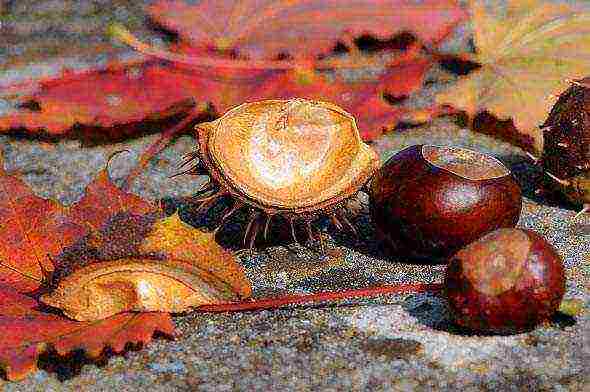 chestnut care and planting and care in the open field