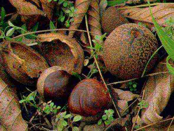 chestnut care and planting and care in the open field