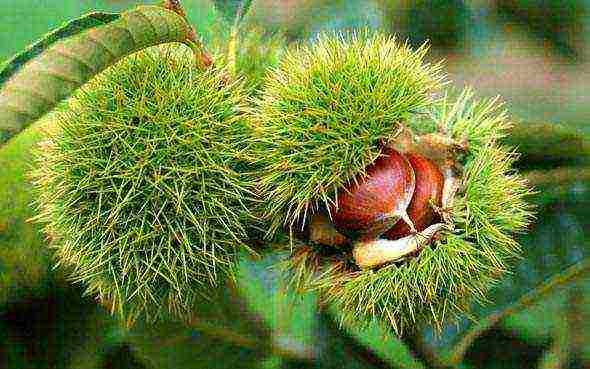 chestnut care and planting and care in the open field