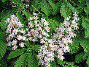 chestnut care and planting and care in the open field