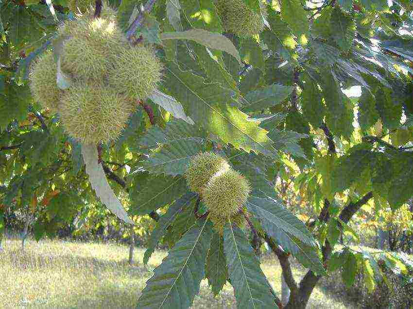 chestnut care and planting and care in the open field