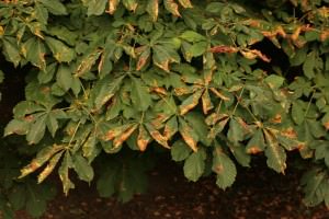 chestnut care and planting and care in the open field