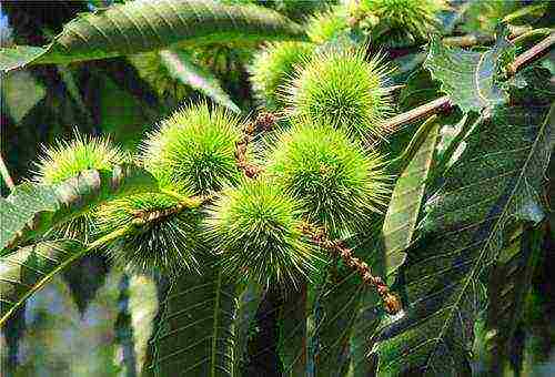 chestnut care and planting and care in the open field