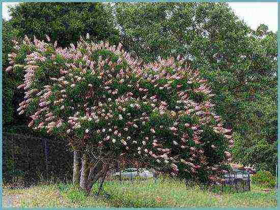 chestnut care and planting and care in the open field