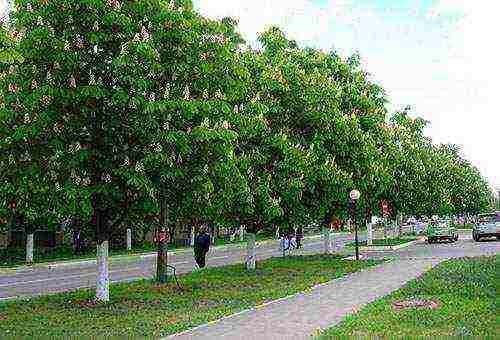 chestnut care and planting and care in the open field