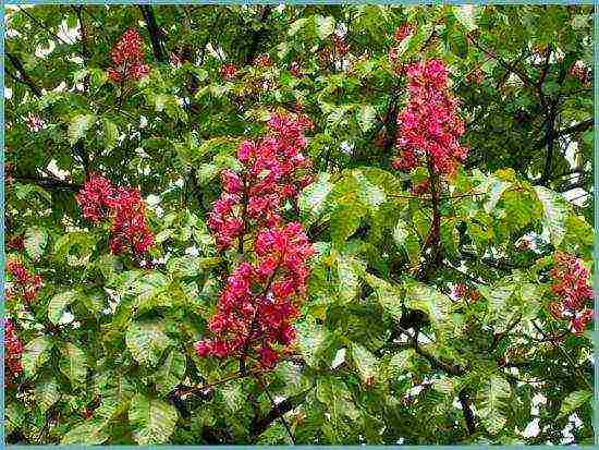 chestnut care and planting and care in the open field