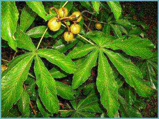 chestnut care and planting and care in the open field