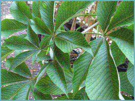 chestnut care and planting and care in the open field