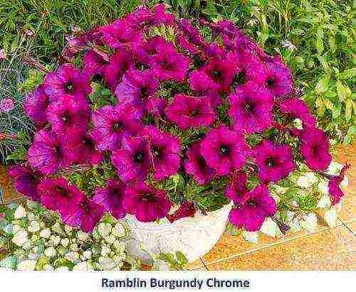 cascading petunias the best varieties