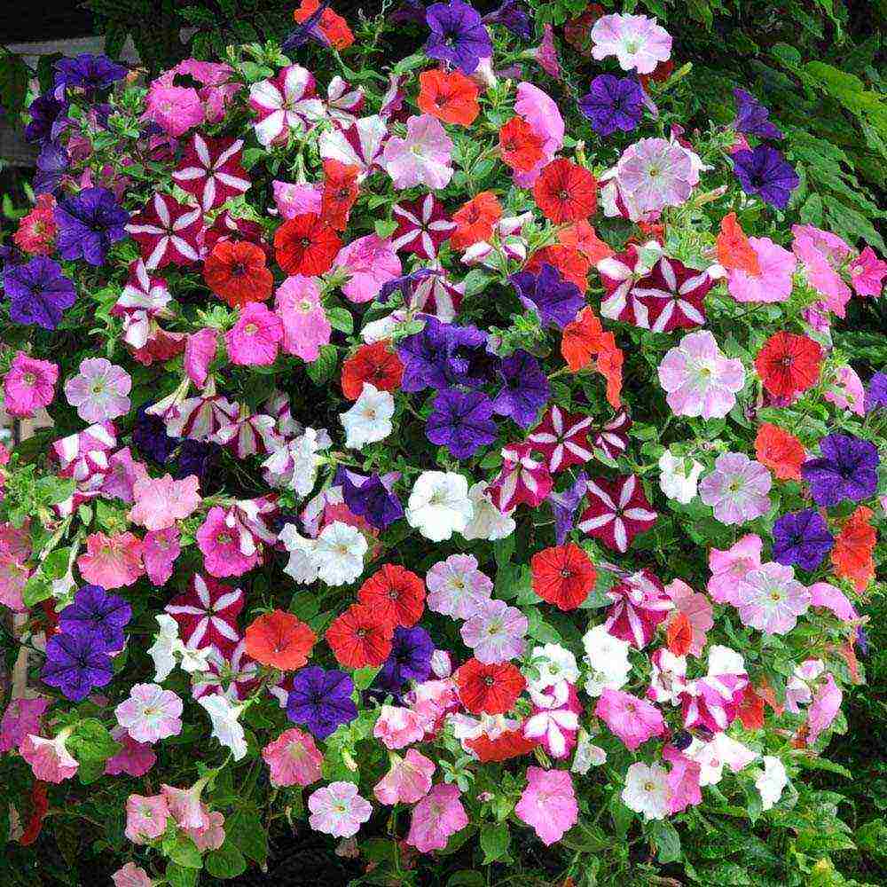 cascading petunias the best varieties