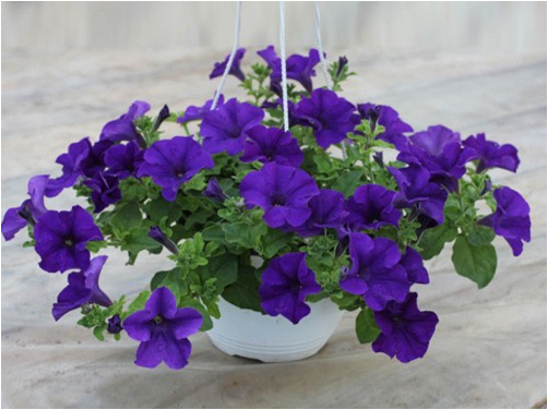 cascading petunias the best varieties