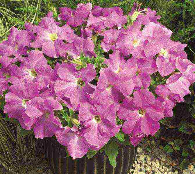 cascading petunias the best varieties