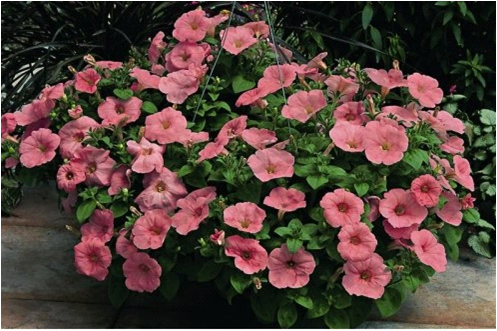 cascading petunias the best varieties