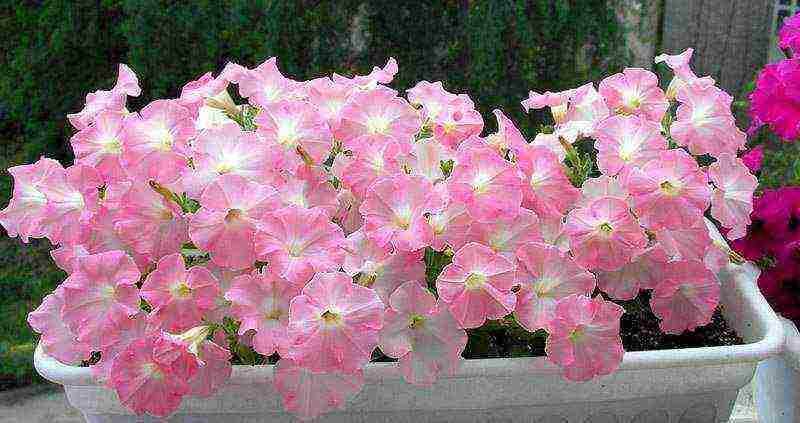 cascading petunias the best varieties