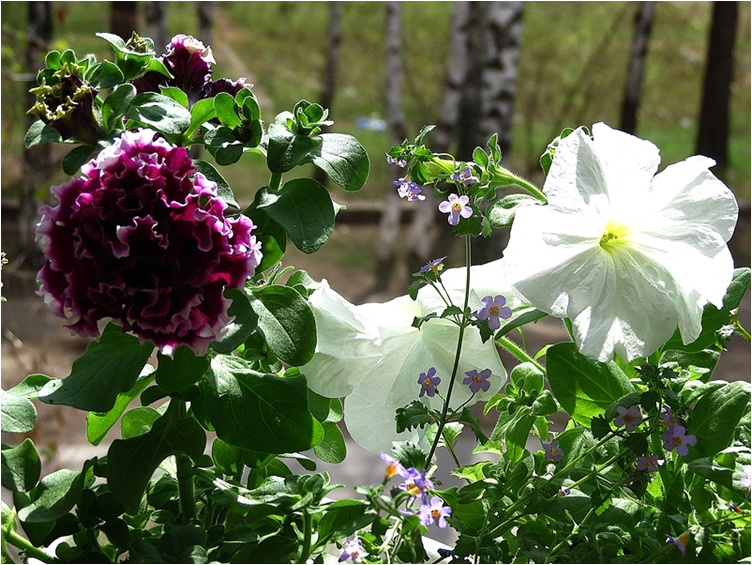 cascading petunias the best varieties