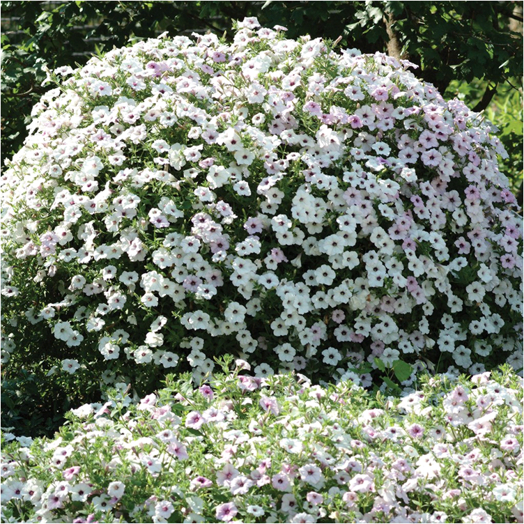 cascading petunias the best varieties