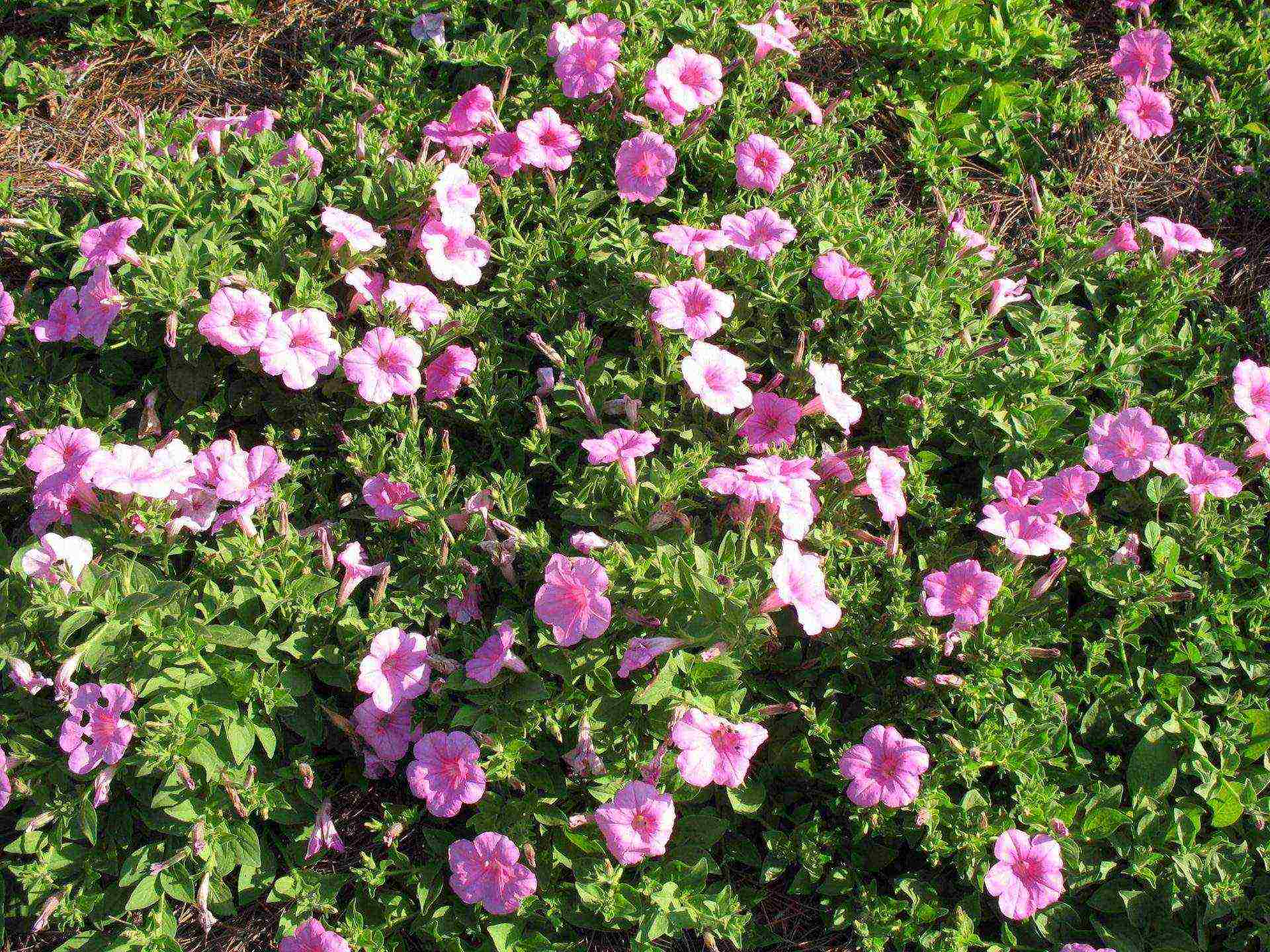 cascading petunias the best varieties