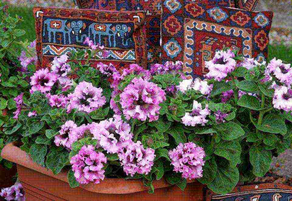 cascading petunias the best varieties