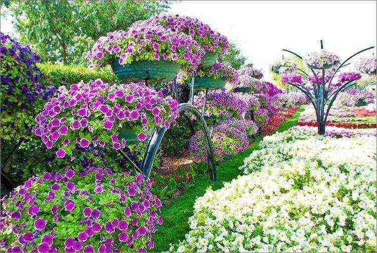 cascading petunias the best varieties