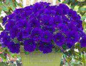 cascading petunias the best varieties