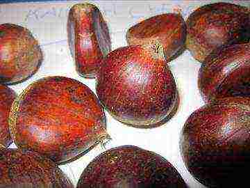 Chinese softest chestnut can be grown in St. Petersburg