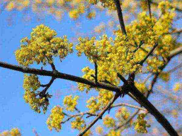 dogwood planting and care in the open field in the Urals