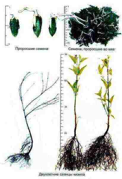 dogwood planting and care in the open field in the Urals