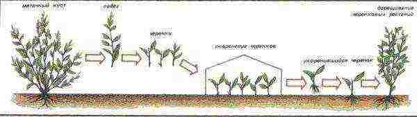 dogwood planting and care in the open field in the Urals