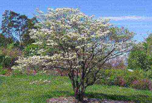 dogwood planting and care in the open field in the Urals