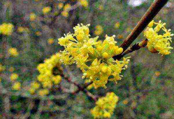 dogwood planting and care in the open field in the suburbs