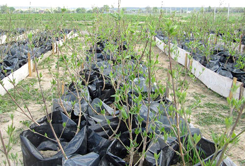 dogwood planting and care in the open field in the suburbs